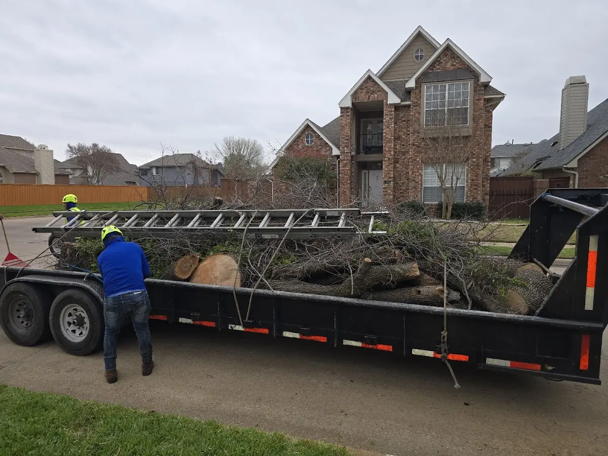Expert Tree Removal with proper safety equipment in Cove